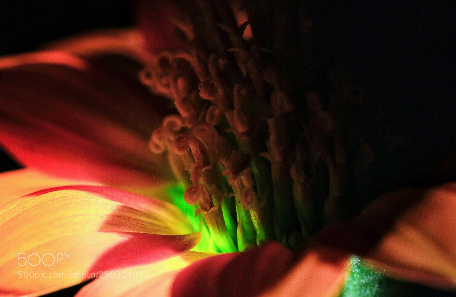 Canon EOS 80D sample photo. Glow photography