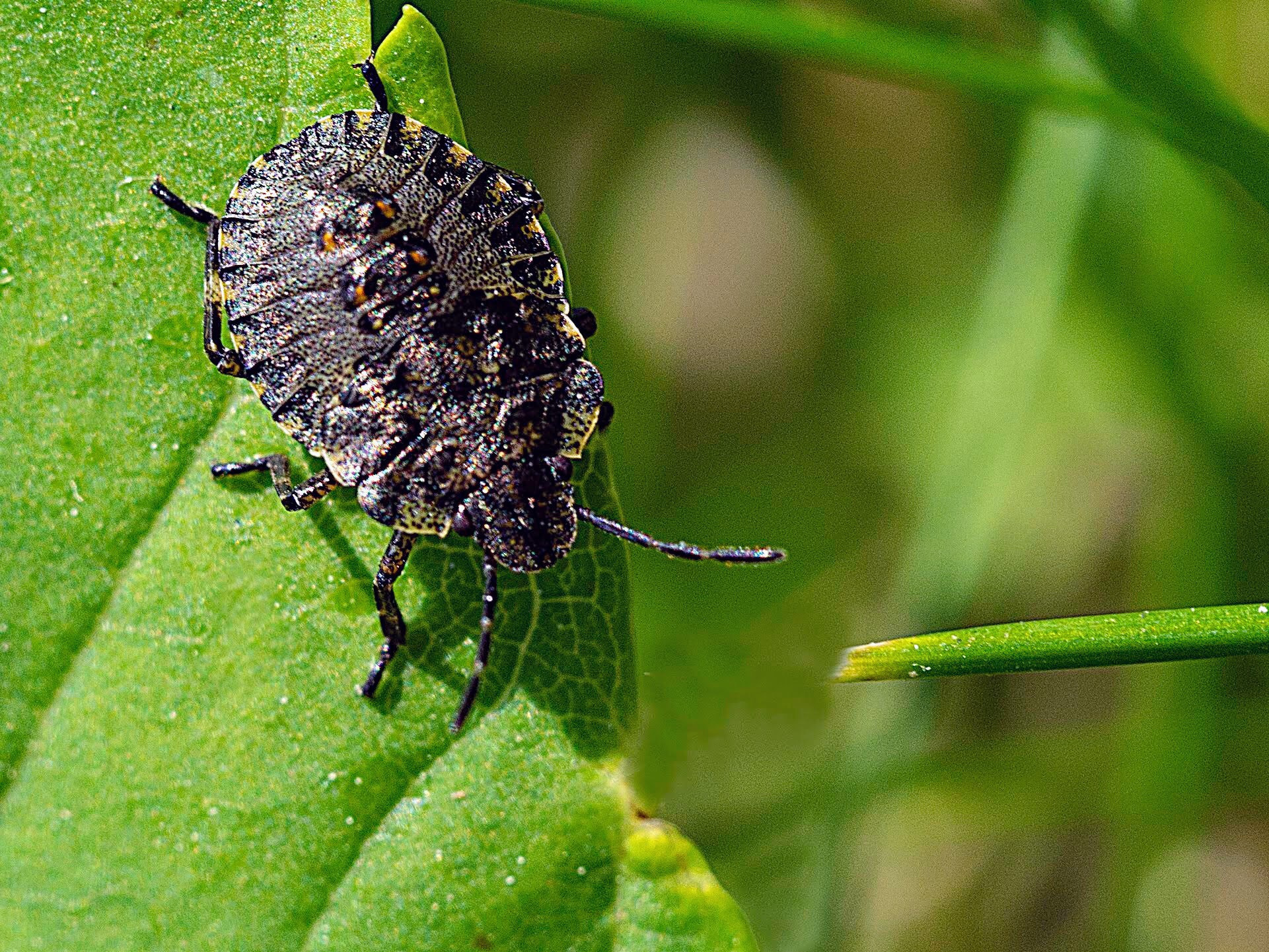 Olympus PEN E-PL5 sample photo. Stink bug photography