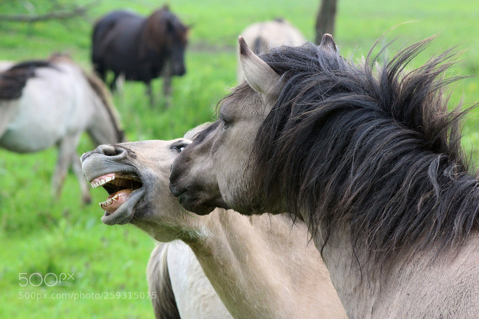Canon EOS 1200D (EOS Rebel T5 / EOS Kiss X70 / EOS Hi) sample photo. Wild horses photography