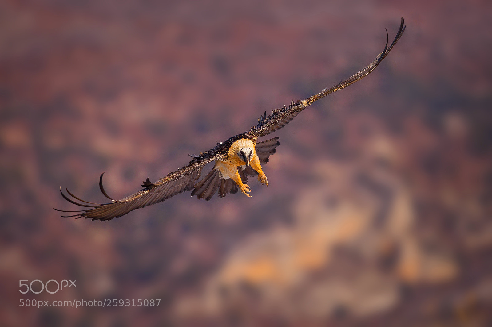 Canon EOS 6D sample photo. The flight of the photography