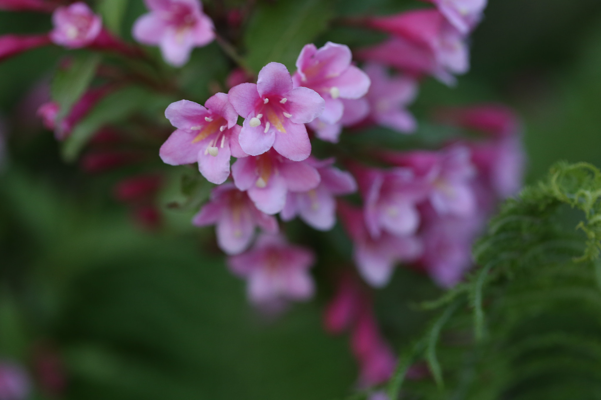 Canon EF 100mm F2.8L Macro IS USM sample photo
