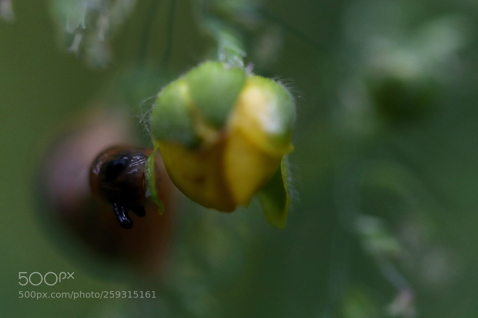 Canon EOS 77D (EOS 9000D / EOS 770D) sample photo. The meal! photography