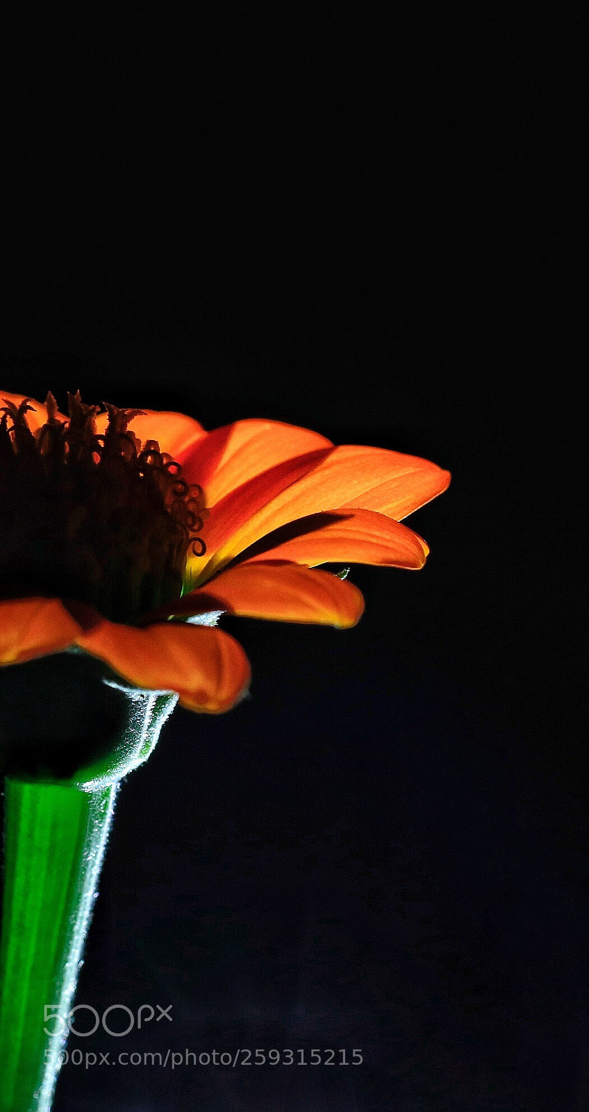 Canon EOS 80D sample photo. 1/2 photography