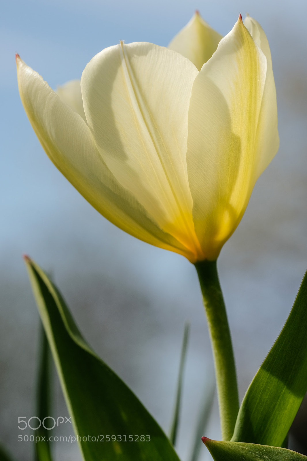 Fujifilm X-T2 sample photo. Tulip photography