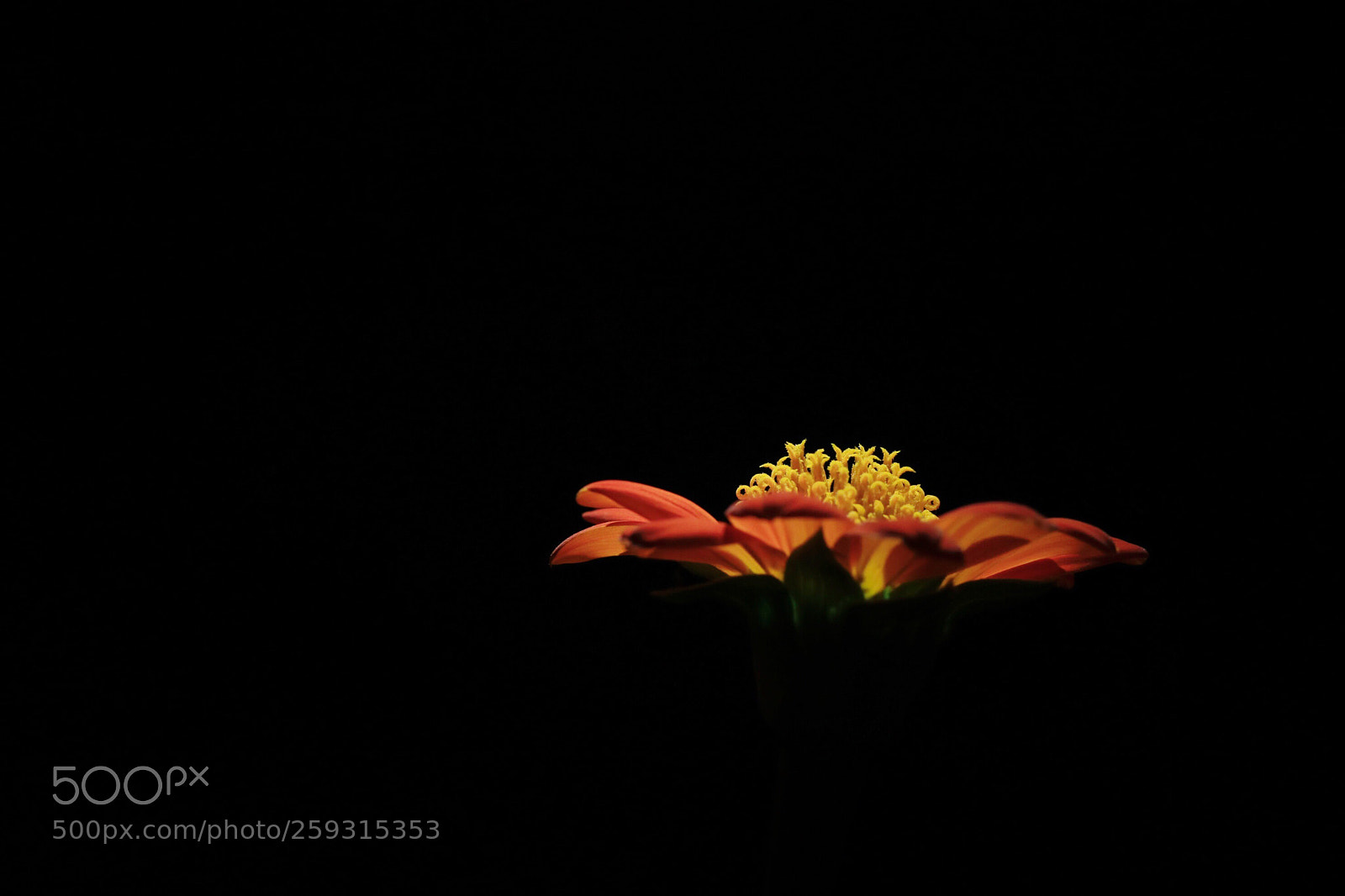Canon EOS 80D sample photo. Silhouette  photography
