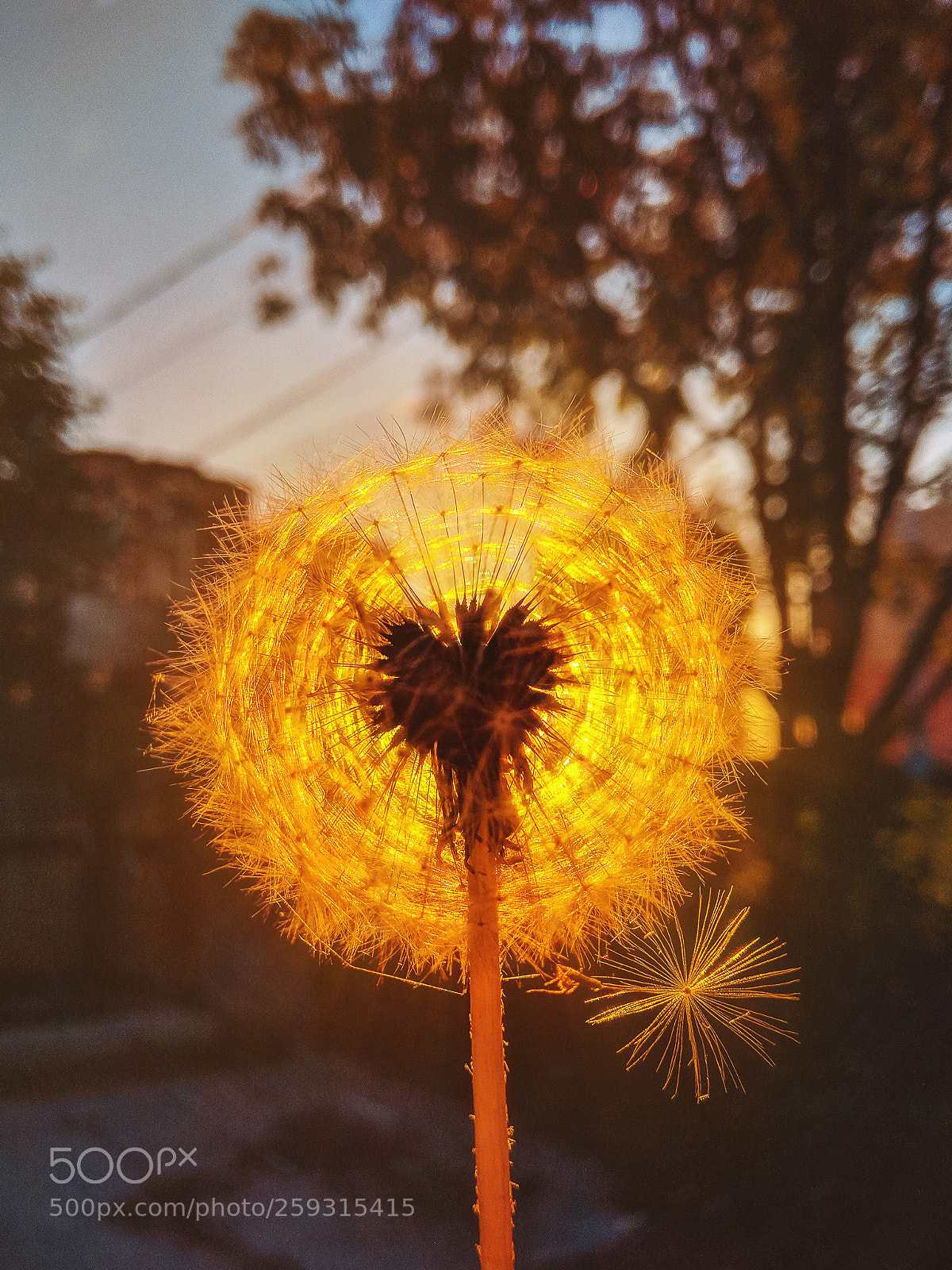 Xiaomi Redmi Note 4 sample photo. Sunset dandelion photography