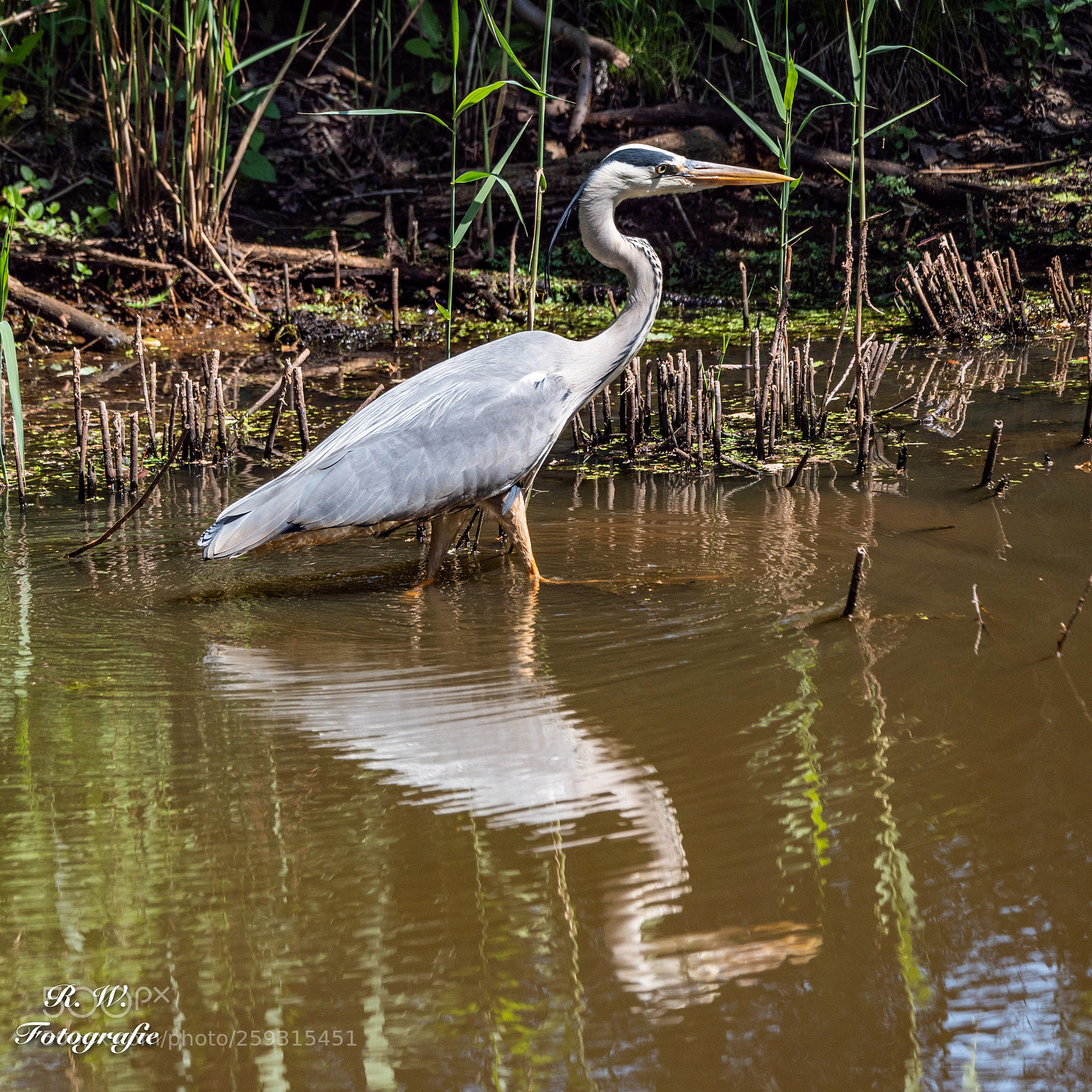 Panasonic Lumix DC-G9 sample photo. Graureiher photography