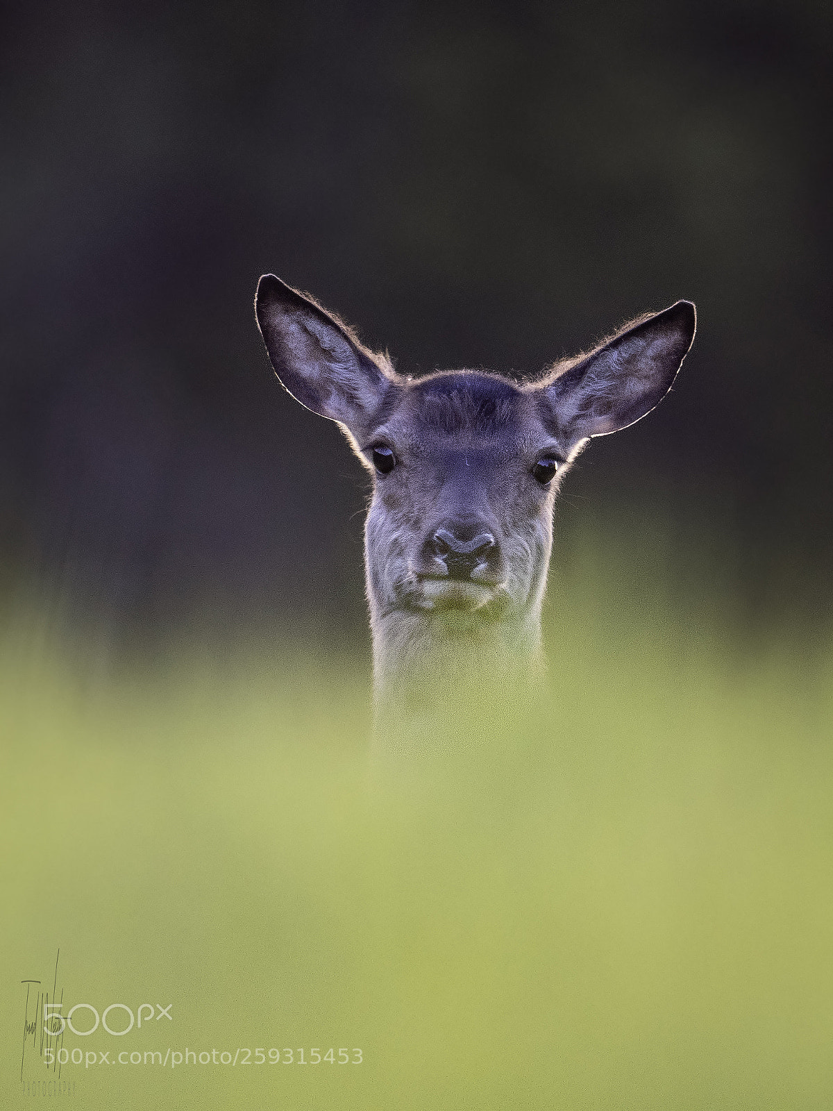 Nikon D500 sample photo. Red deer photography