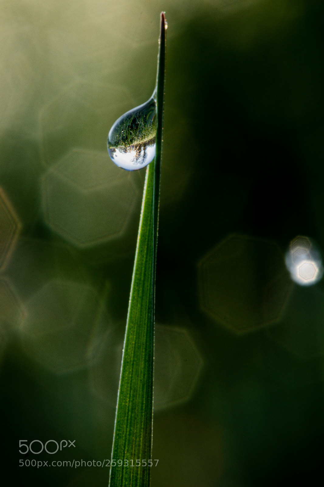 Canon EOS 600D (Rebel EOS T3i / EOS Kiss X5) sample photo. Droplet on a blade photography