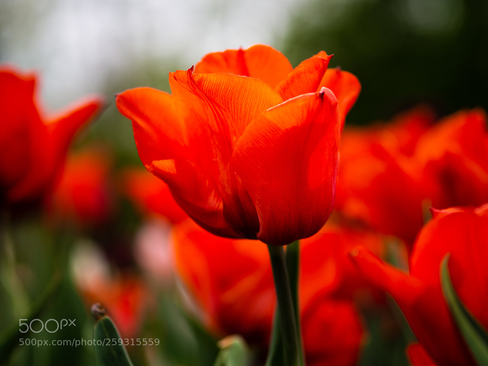 Olympus OM-D E-M10 II sample photo. Tulip photography
