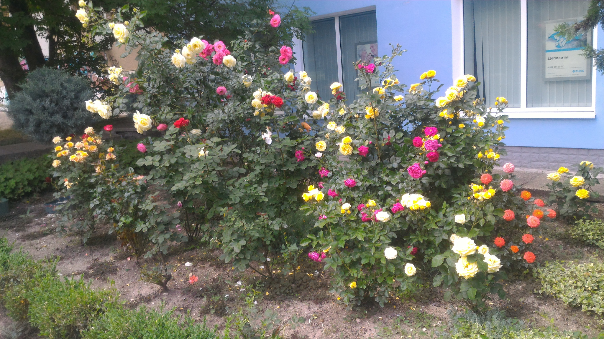 ASUS ZenFone 2 (ZE551ML) sample photo
