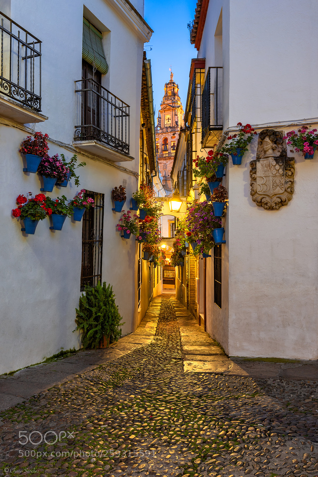 Canon EOS 6D Mark II sample photo. Between flowerpots calleja de photography