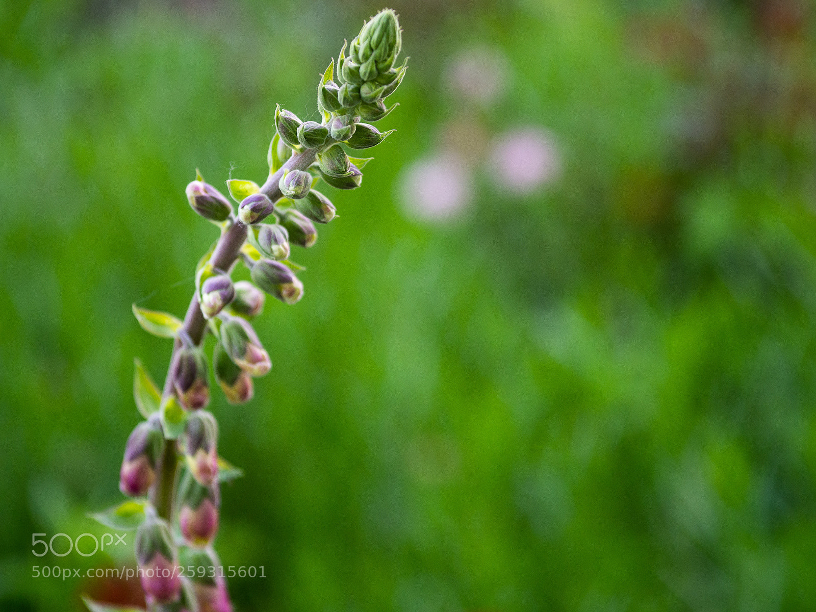 Olympus OM-D E-M10 II sample photo. Flower photography
