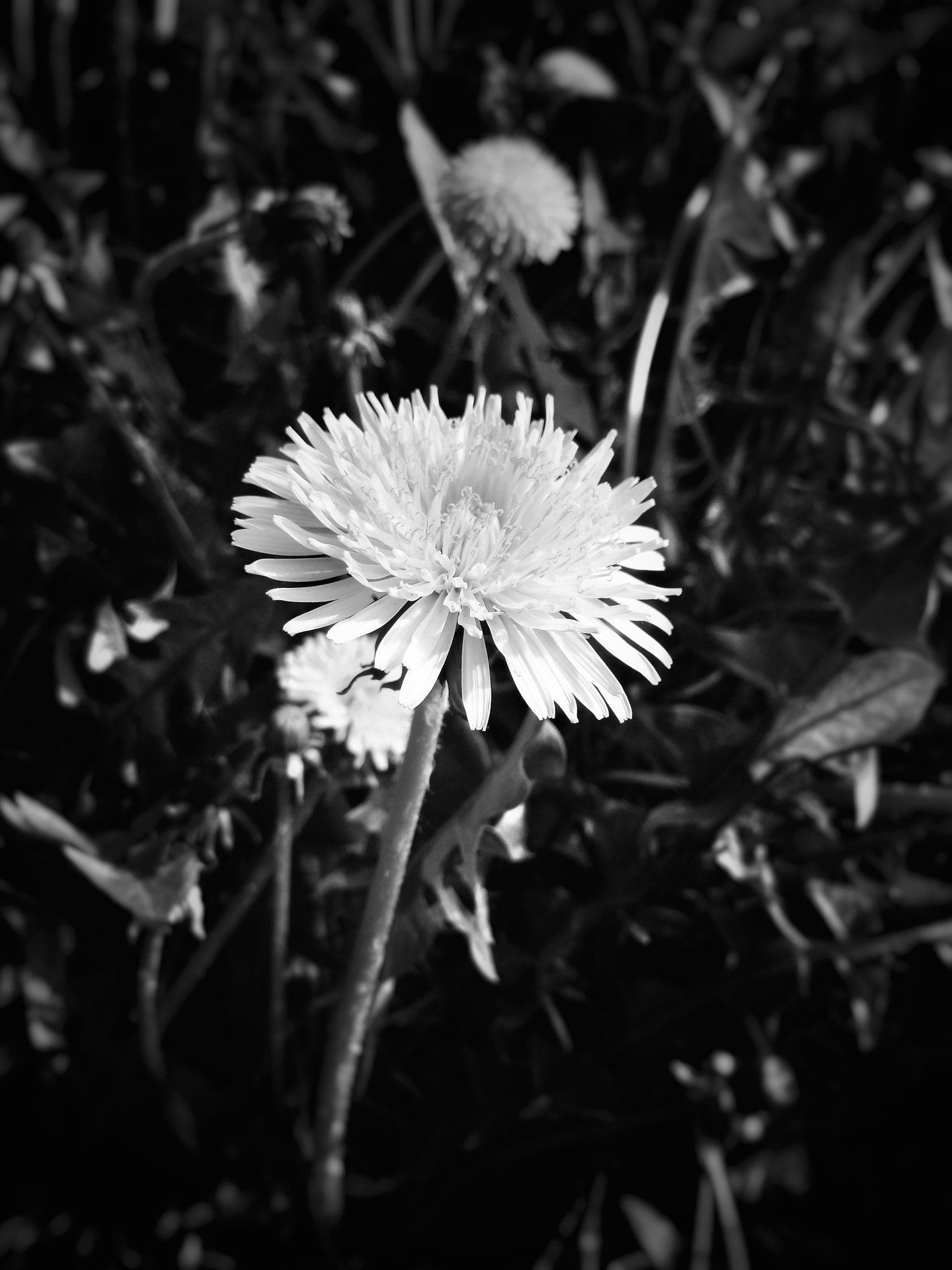 Xiaomi Redmi 4A sample photo. ⚫⚪ photography