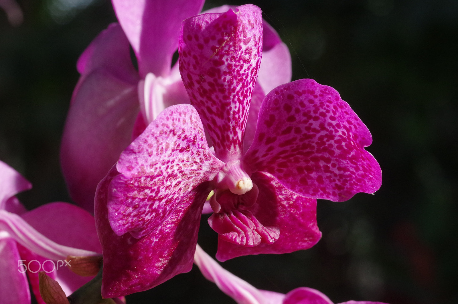 Pentax K-3 II + Pentax smc D-FA 100mm F2.8 Macro WR sample photo. Crimson phalaenopsis photography