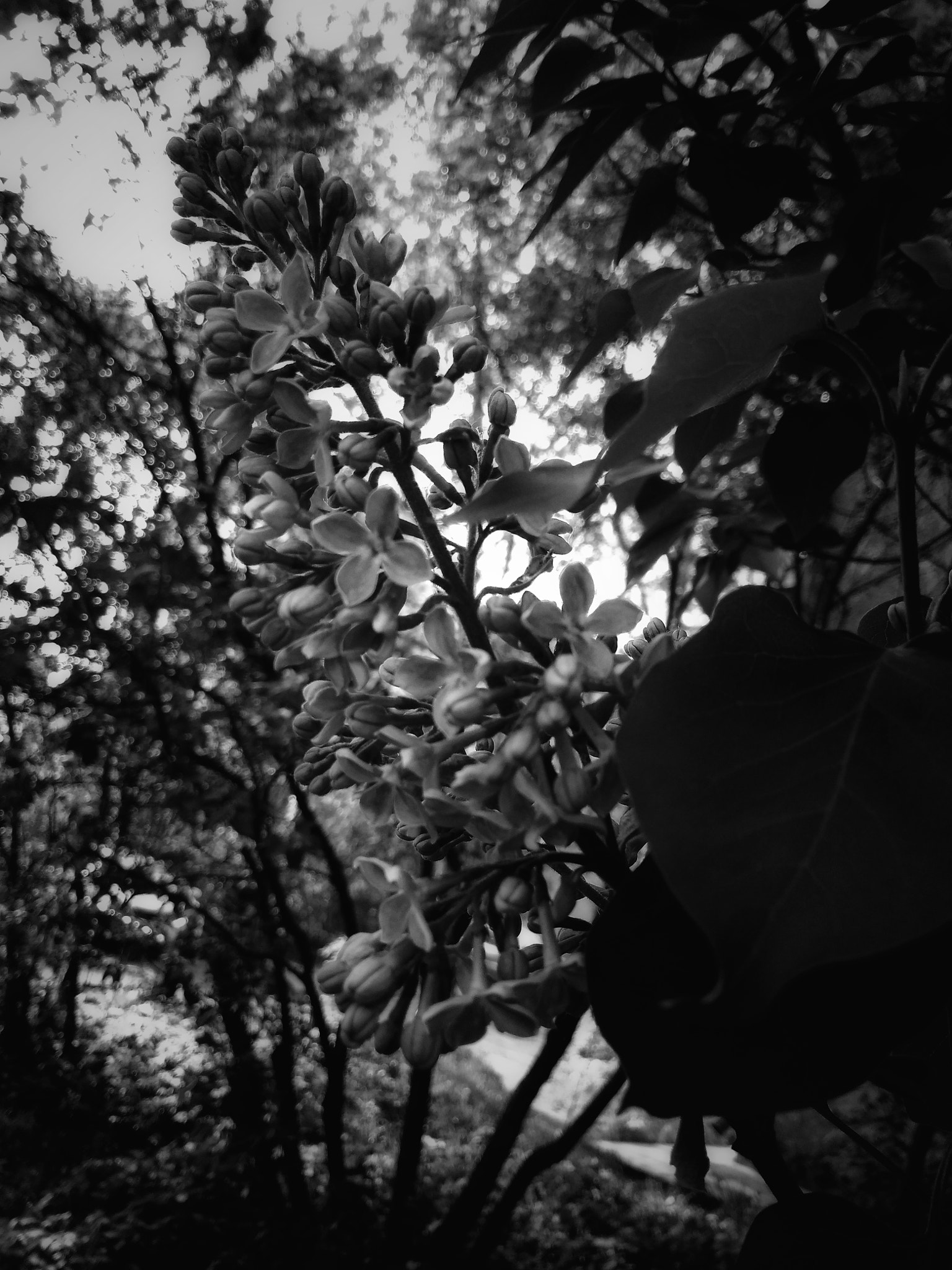 Xiaomi Redmi 4A sample photo. ⚪⚫ photography