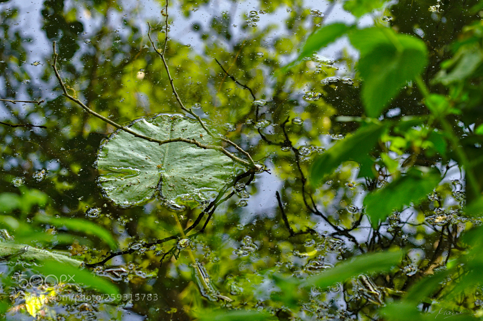 Nikon D90 sample photo. Lily pad photography