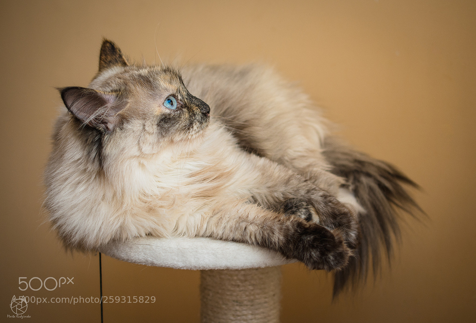 Nikon D7100 sample photo. Princess photography