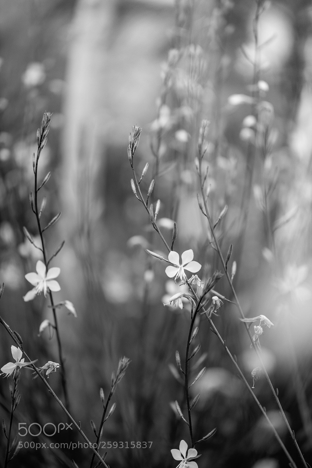 Nikon D810 sample photo. Where wildflowers grow photography