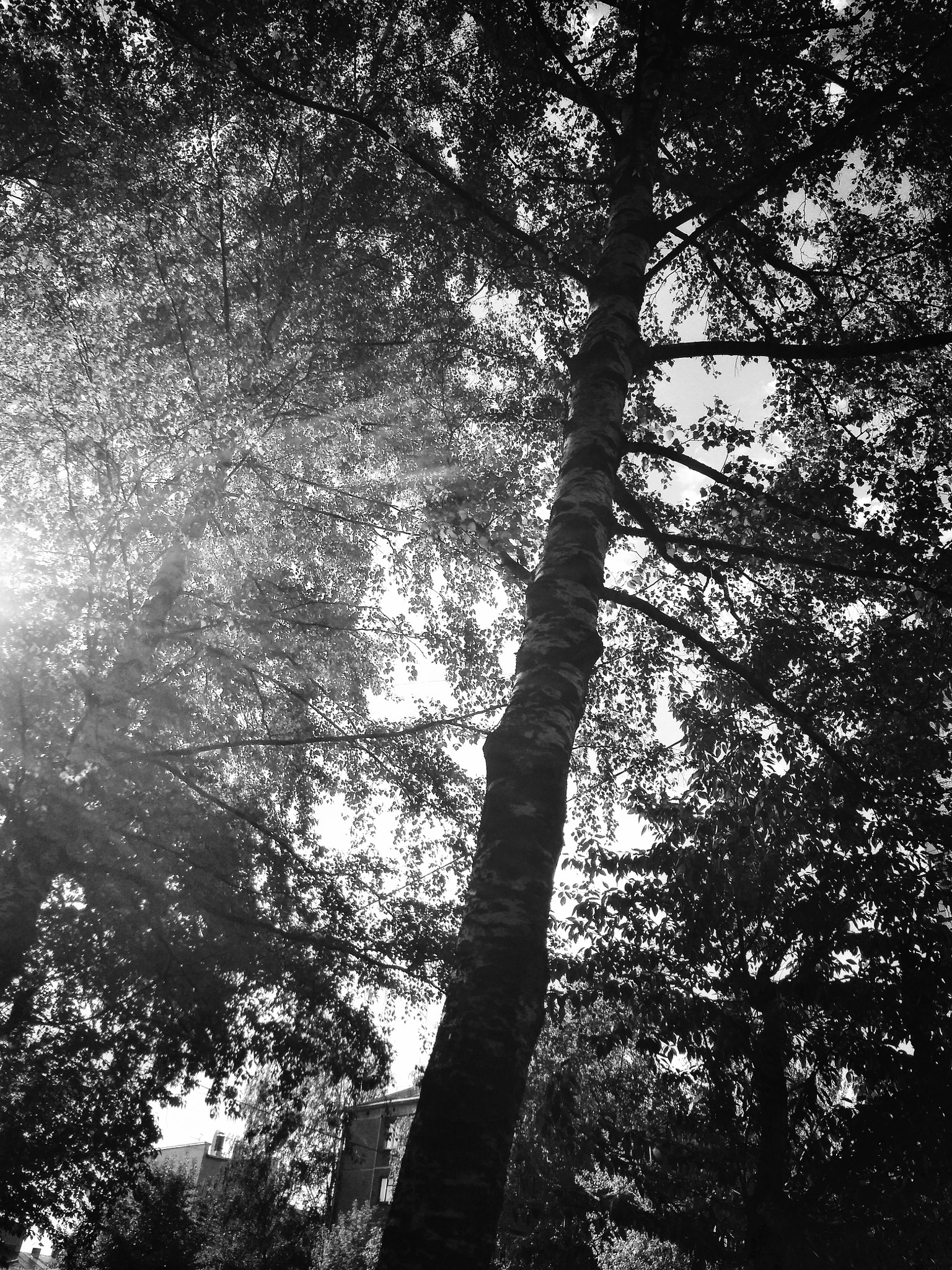 Xiaomi Redmi 4A sample photo. ⚫⚪ photography