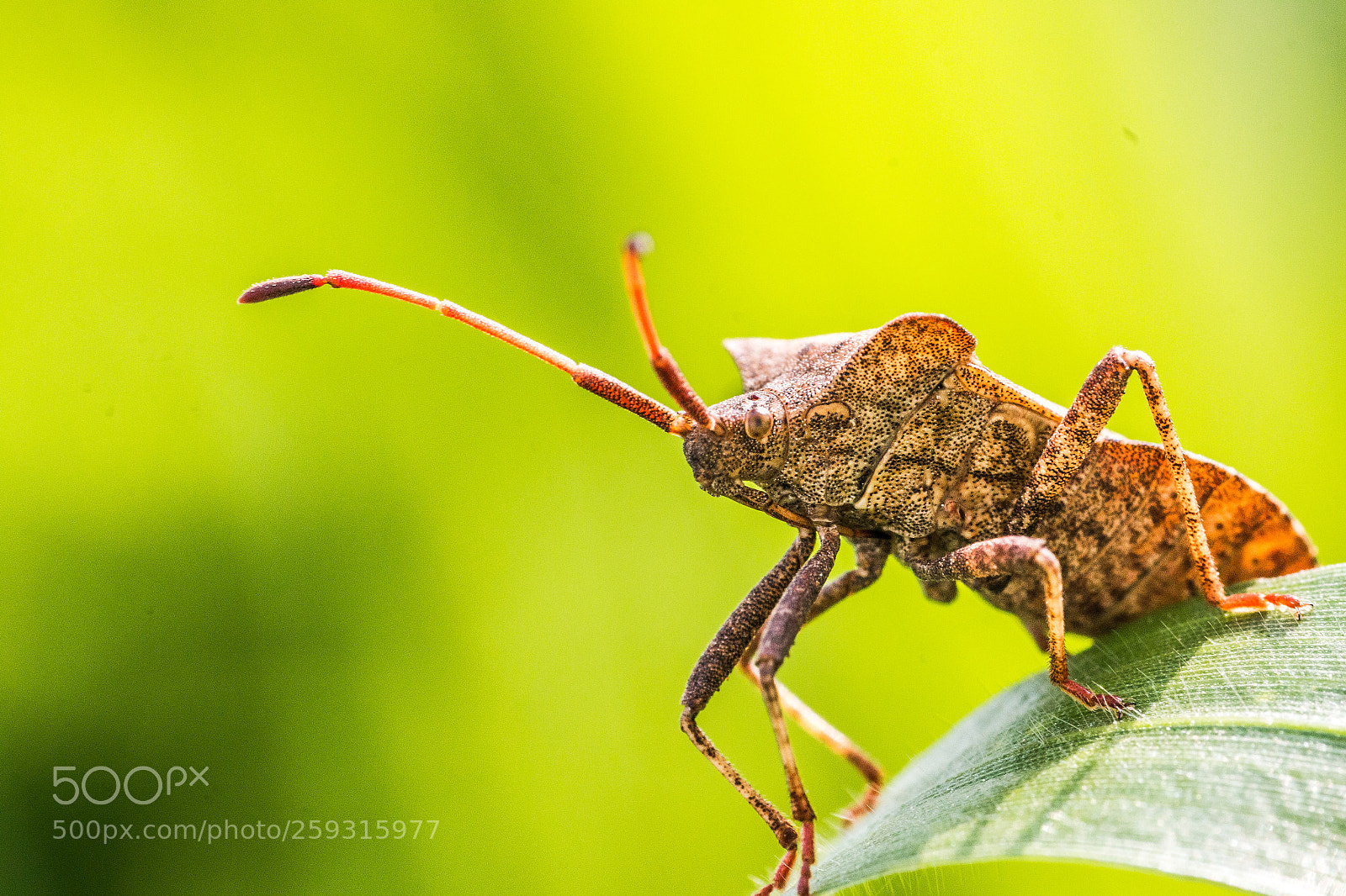 Canon EOS 70D sample photo. Macro photography
