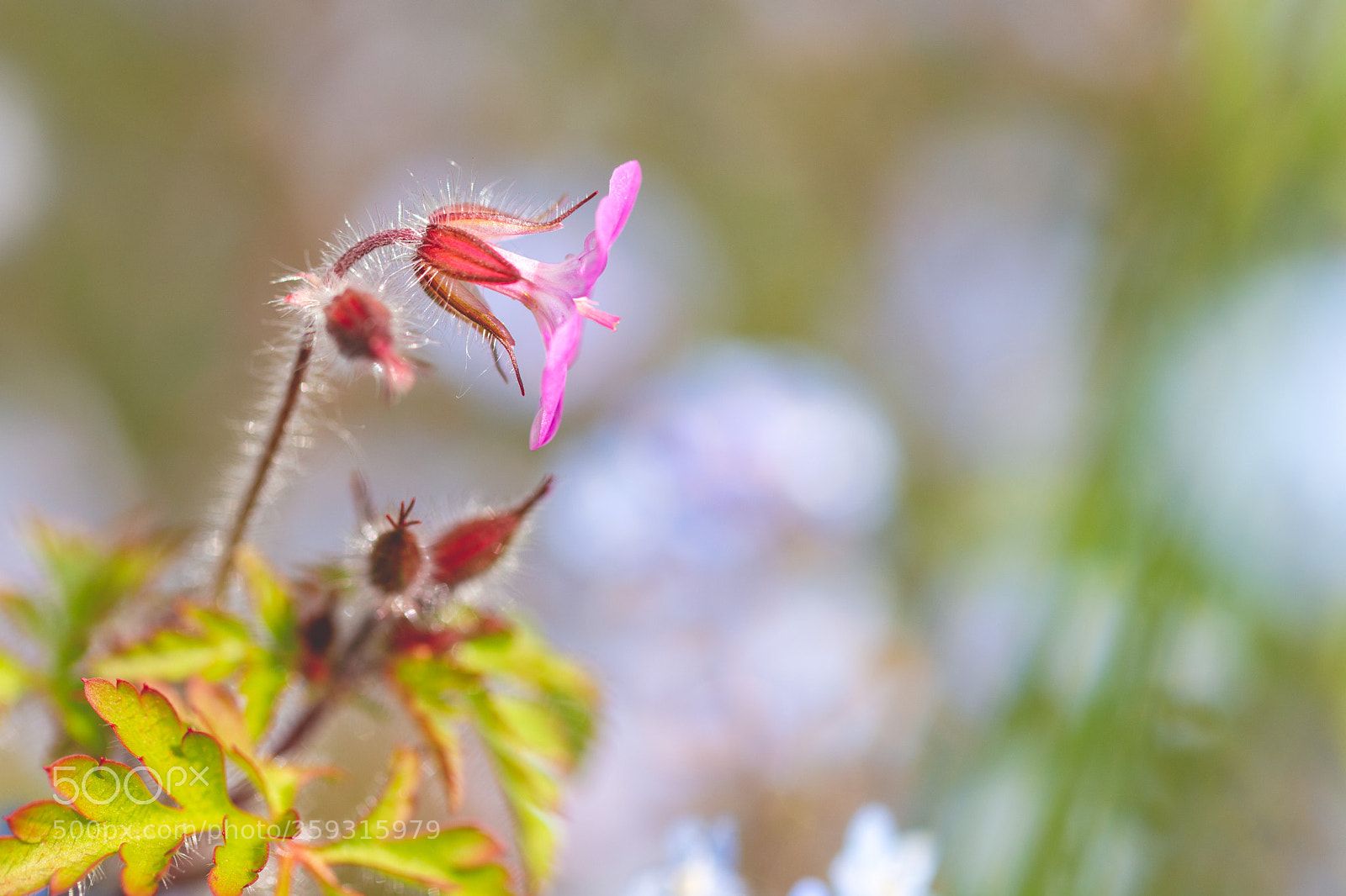 Canon EOS 70D sample photo. Pretty pink photography