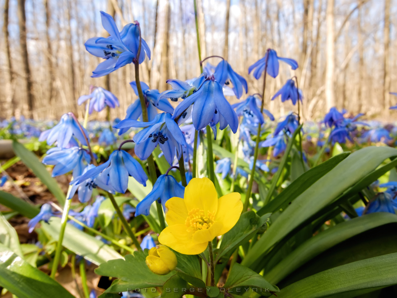 Fujifilm XQ2 sample photo. Blue snowdrops  photography