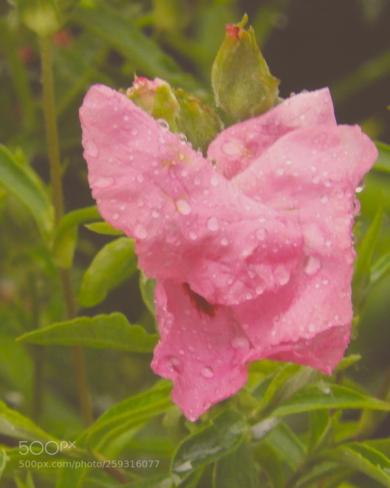 Nikon Coolpix B700 sample photo. Pink flower after rain photography