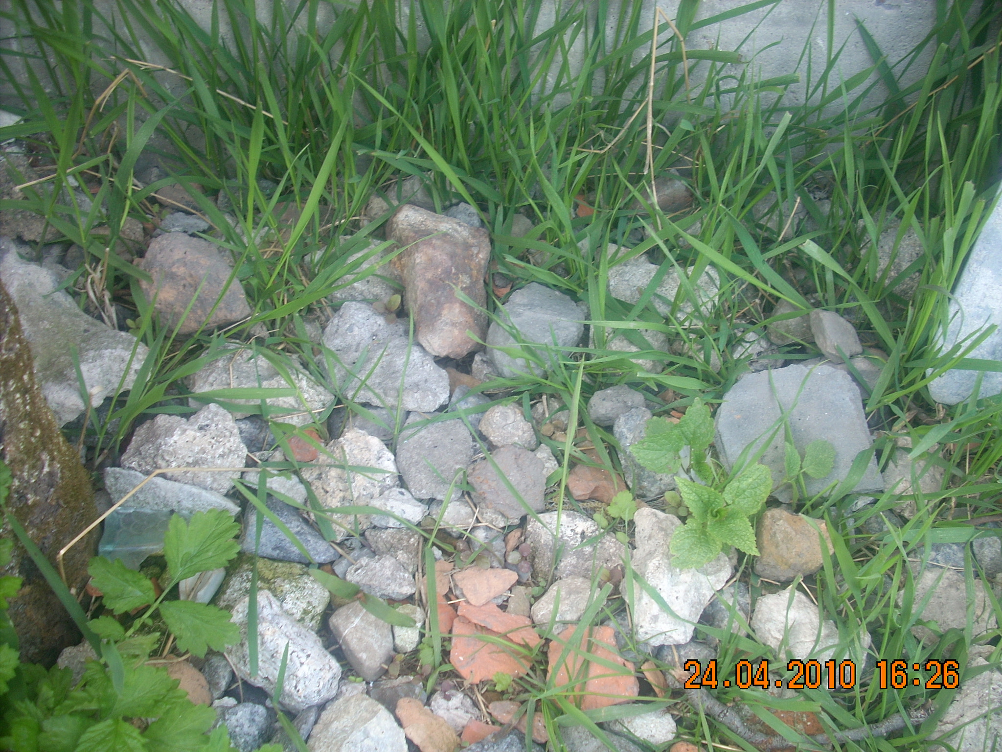 Nikon COOLPIX L10 sample photo. Изображение photography