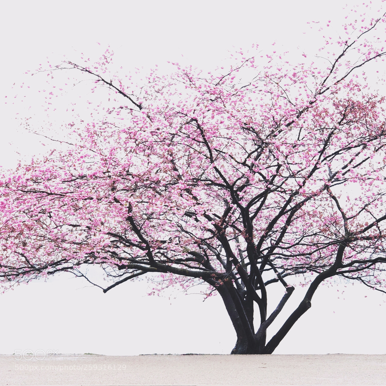 Apple iPhone X sample photo. Cherry blossom photography