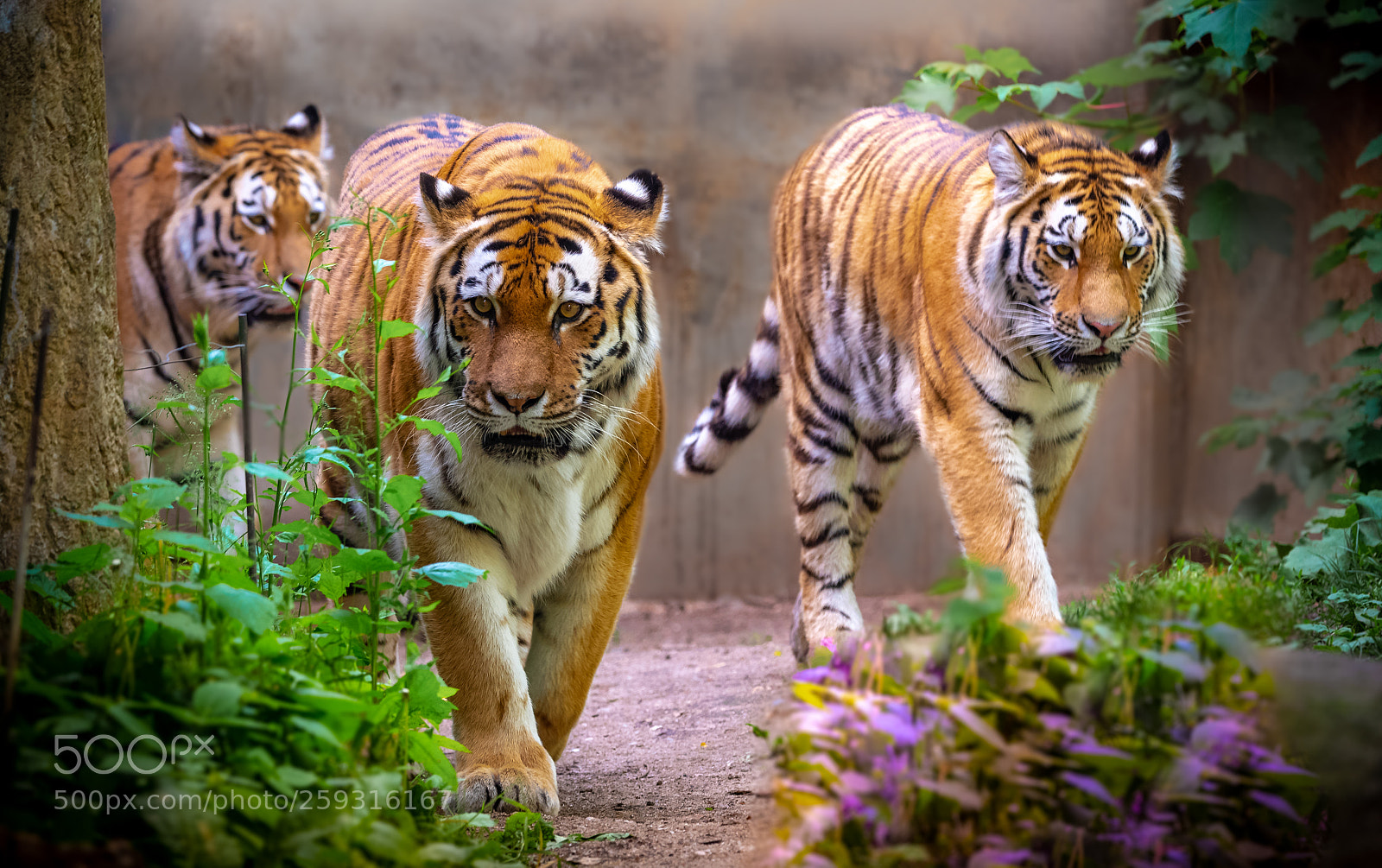 Nikon D750 sample photo. 3 tiger photography