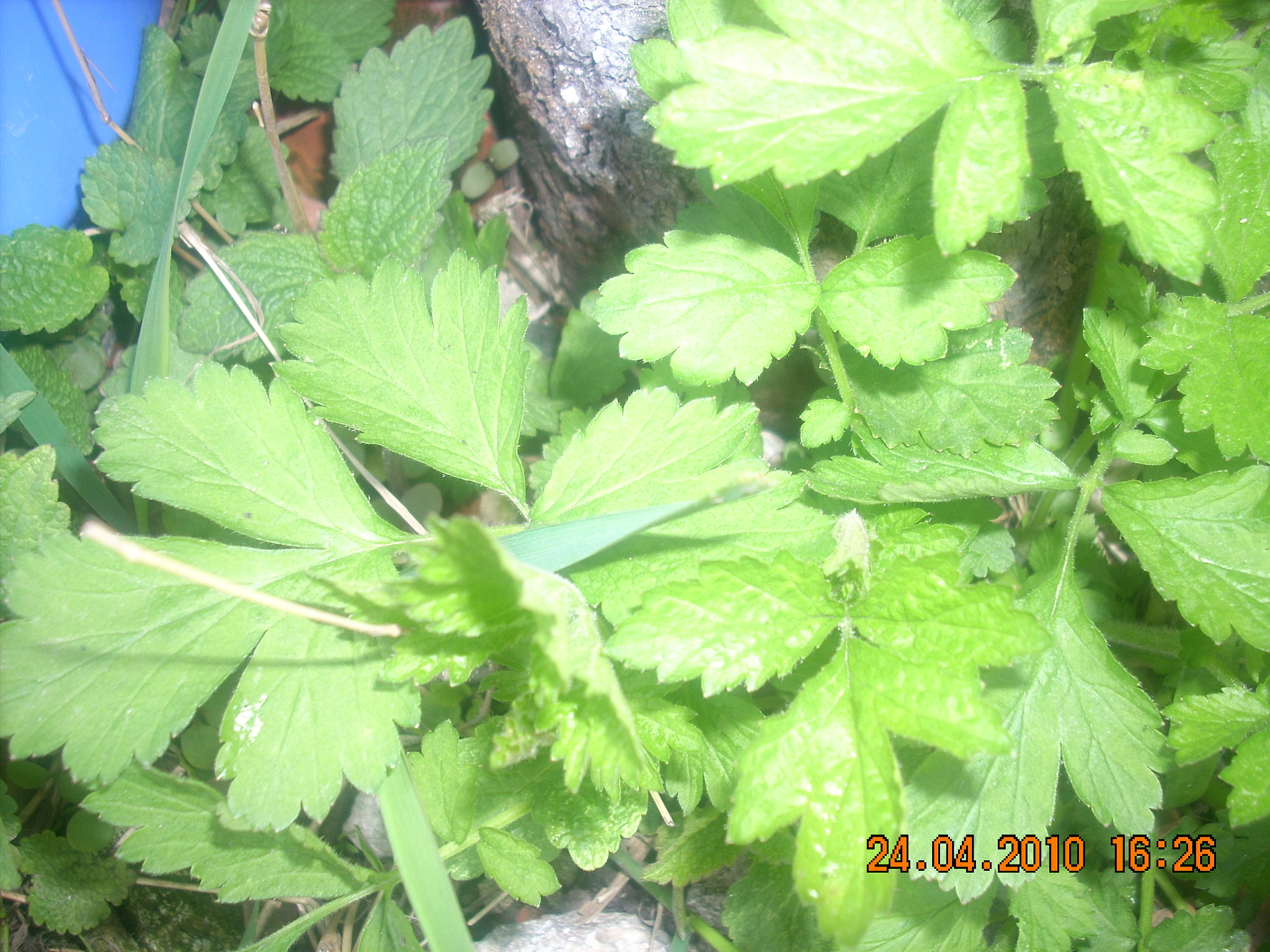 Nikon COOLPIX L10 sample photo. Изображение photography