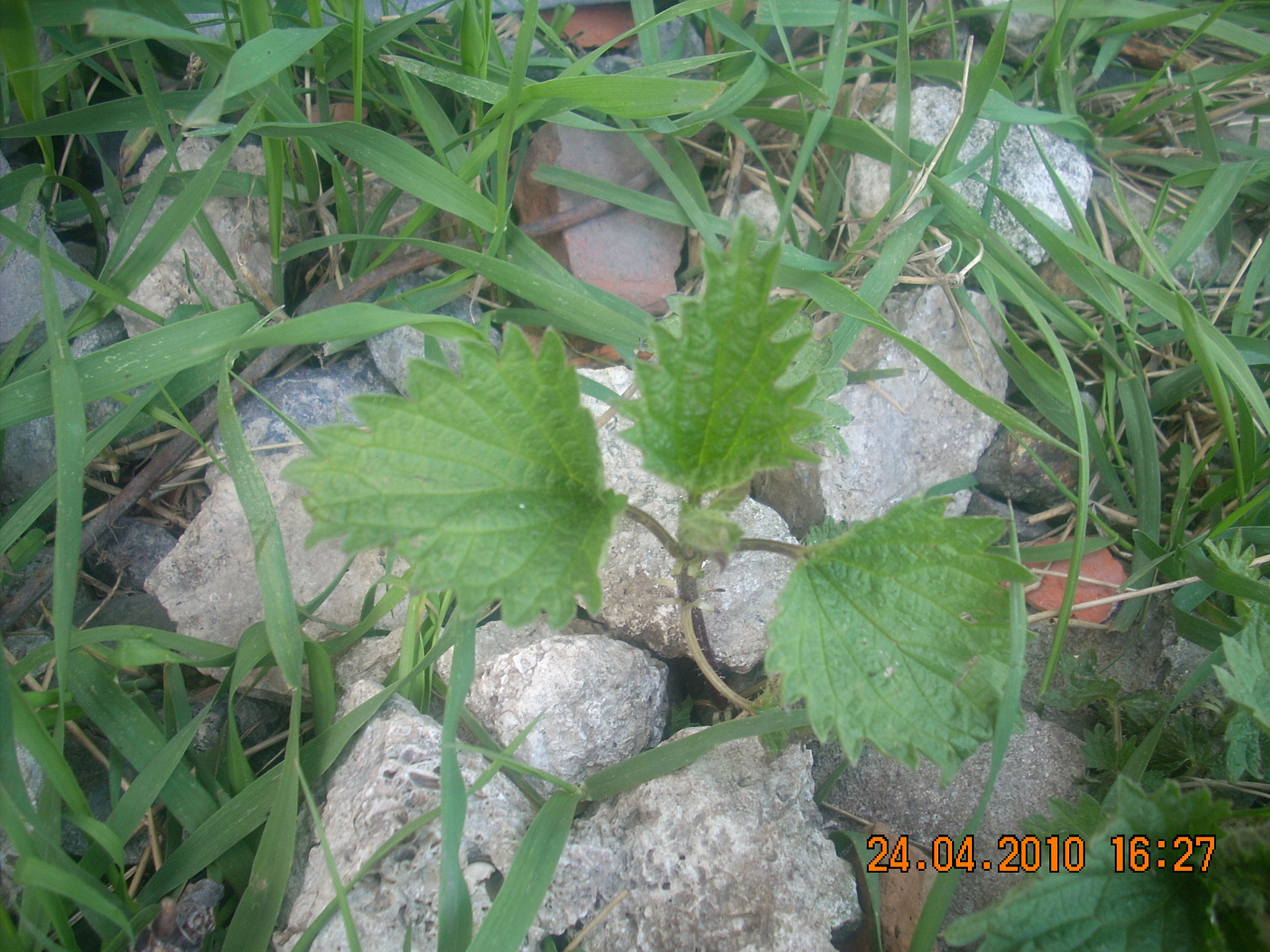 Nikon COOLPIX L10 sample photo. Изображение photography