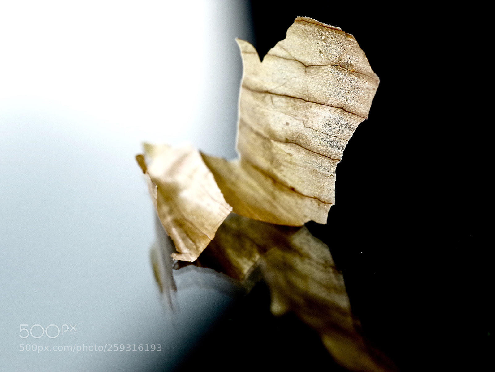 Pentax K-30 sample photo. Onion peel reflection photography