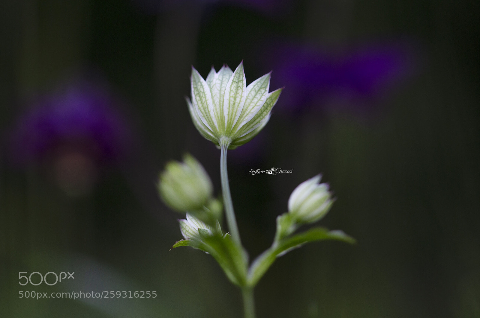 Canon EOS 6D sample photo. Ti porterò con me photography