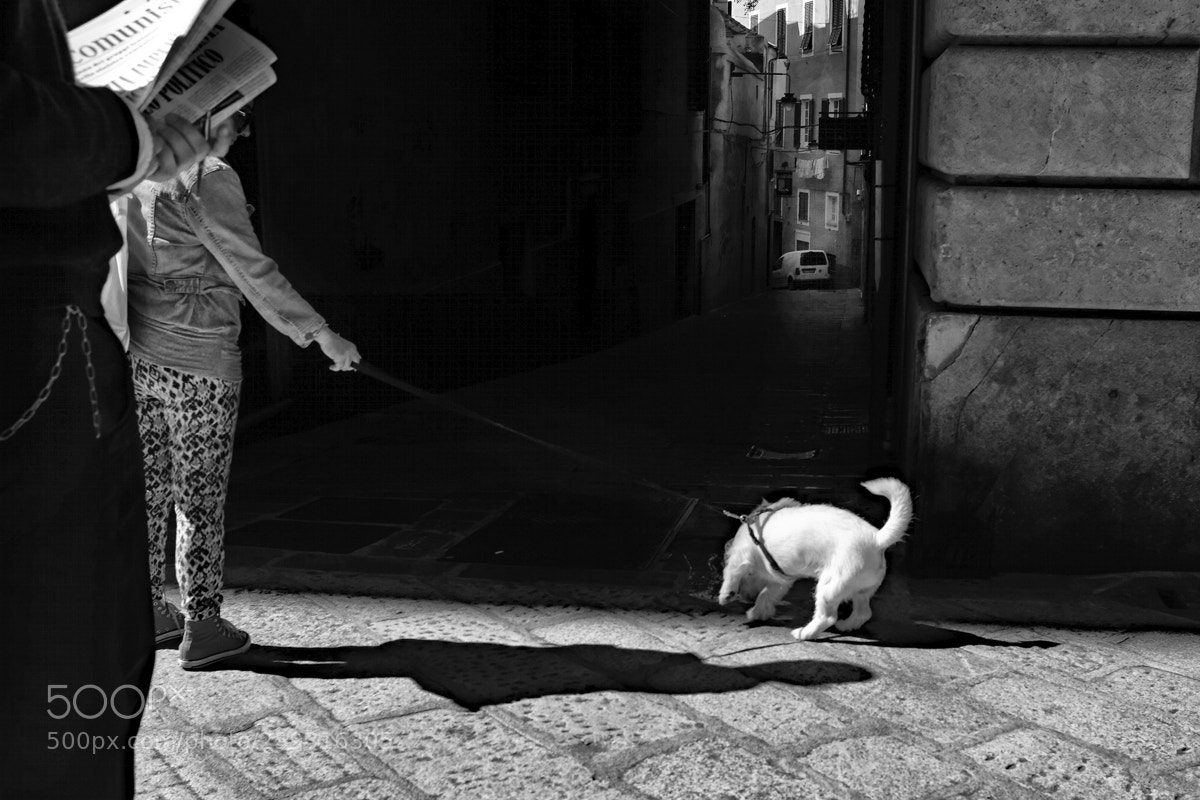 Fujifilm X100F sample photo. Dog and shadows photography