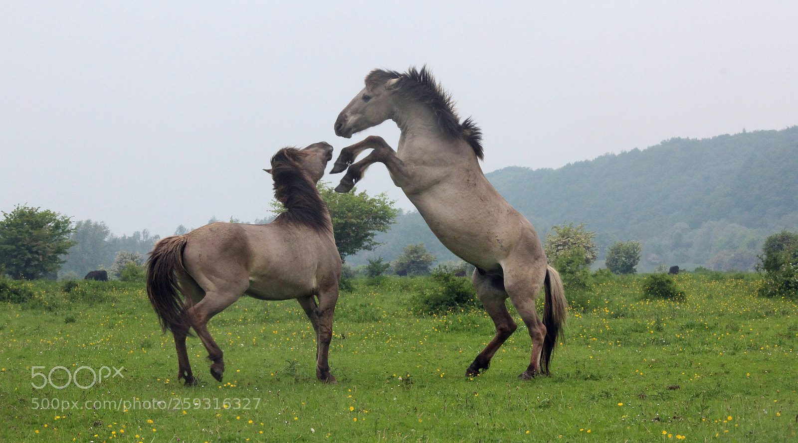 Canon EOS 1200D (EOS Rebel T5 / EOS Kiss X70 / EOS Hi) sample photo. Wild horses photography