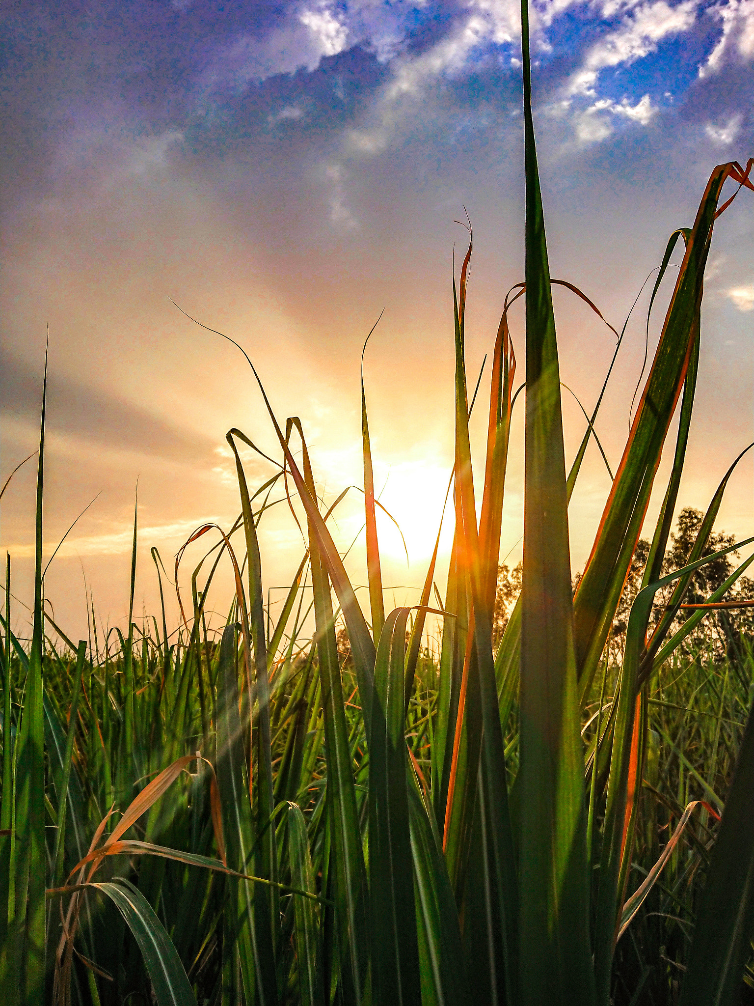 Sony Xperia XZ Premium sample photo. Grassy sunset photography