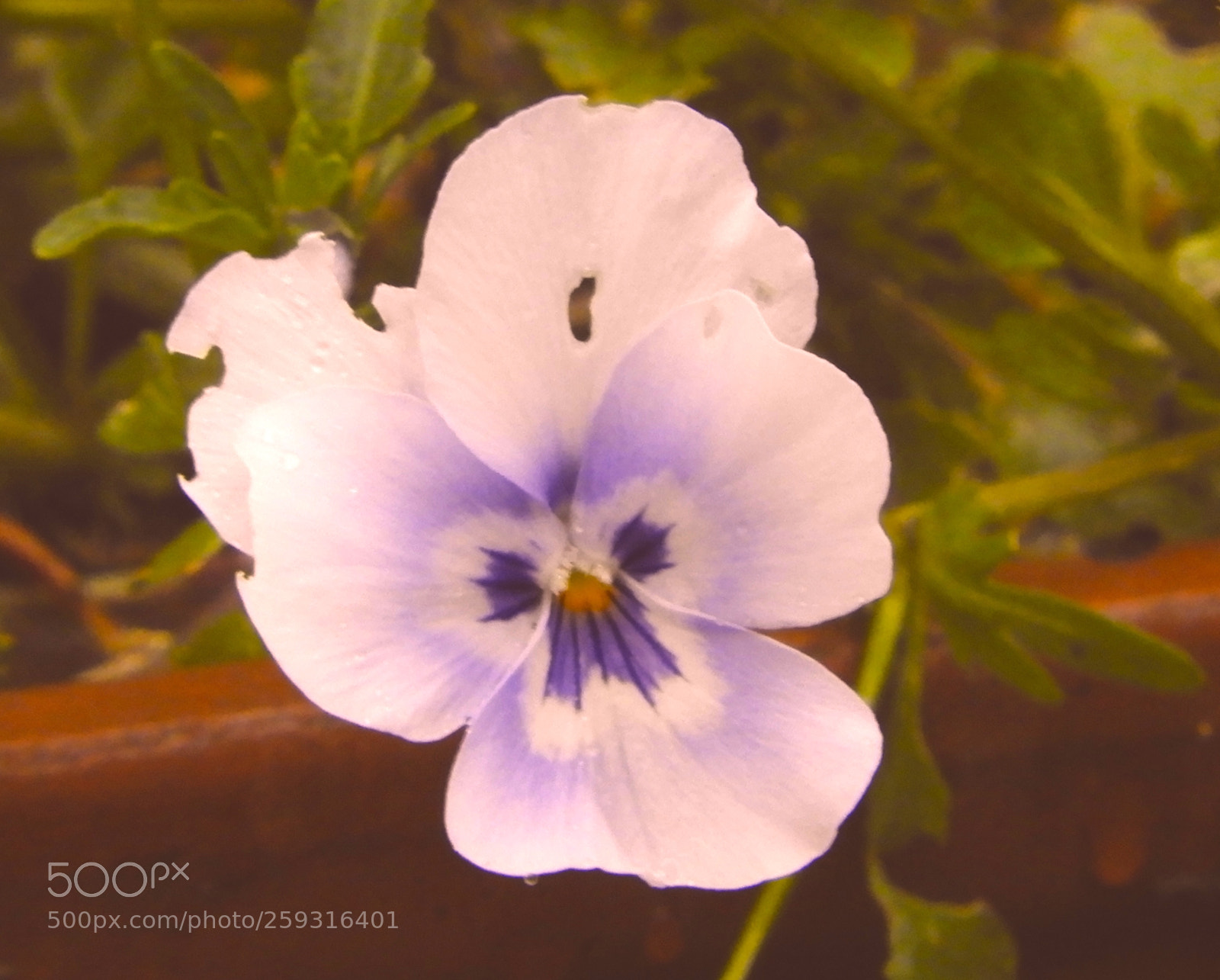 Nikon Coolpix B700 sample photo. Pansy photography