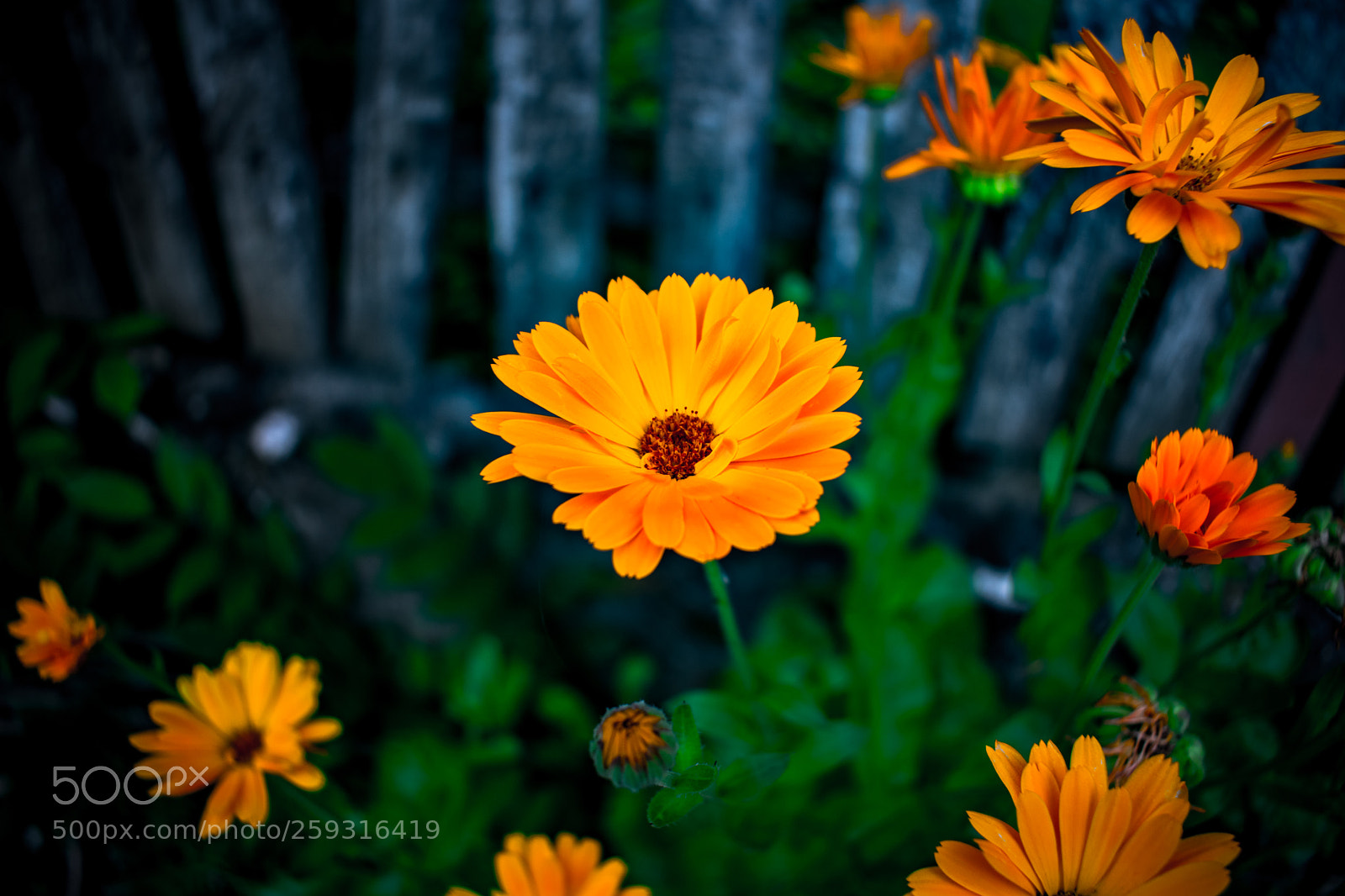 Nikon D3400 sample photo. Orange flowers photography