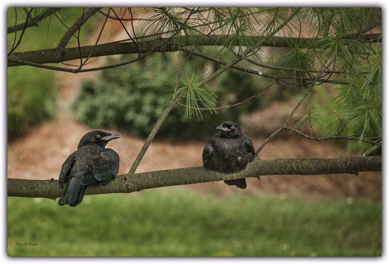 Canon EOS-1Ds Mark III sample photo. Two crows photography