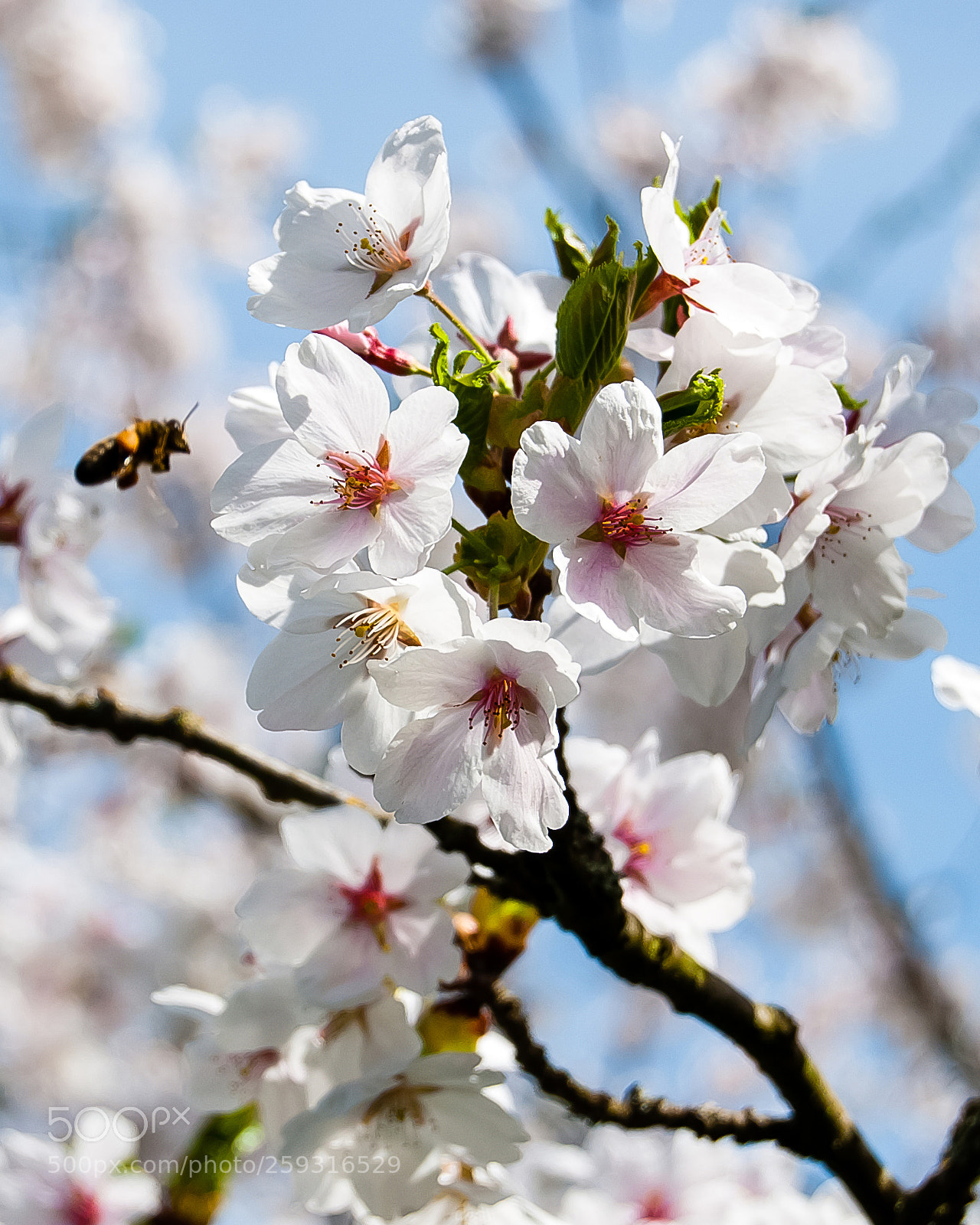 Nikon D60 sample photo. Blossom photography