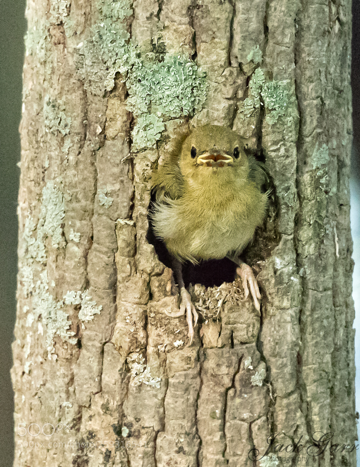 Canon EOS-1D X Mark II sample photo. Prothonotary warbler fledgling photography