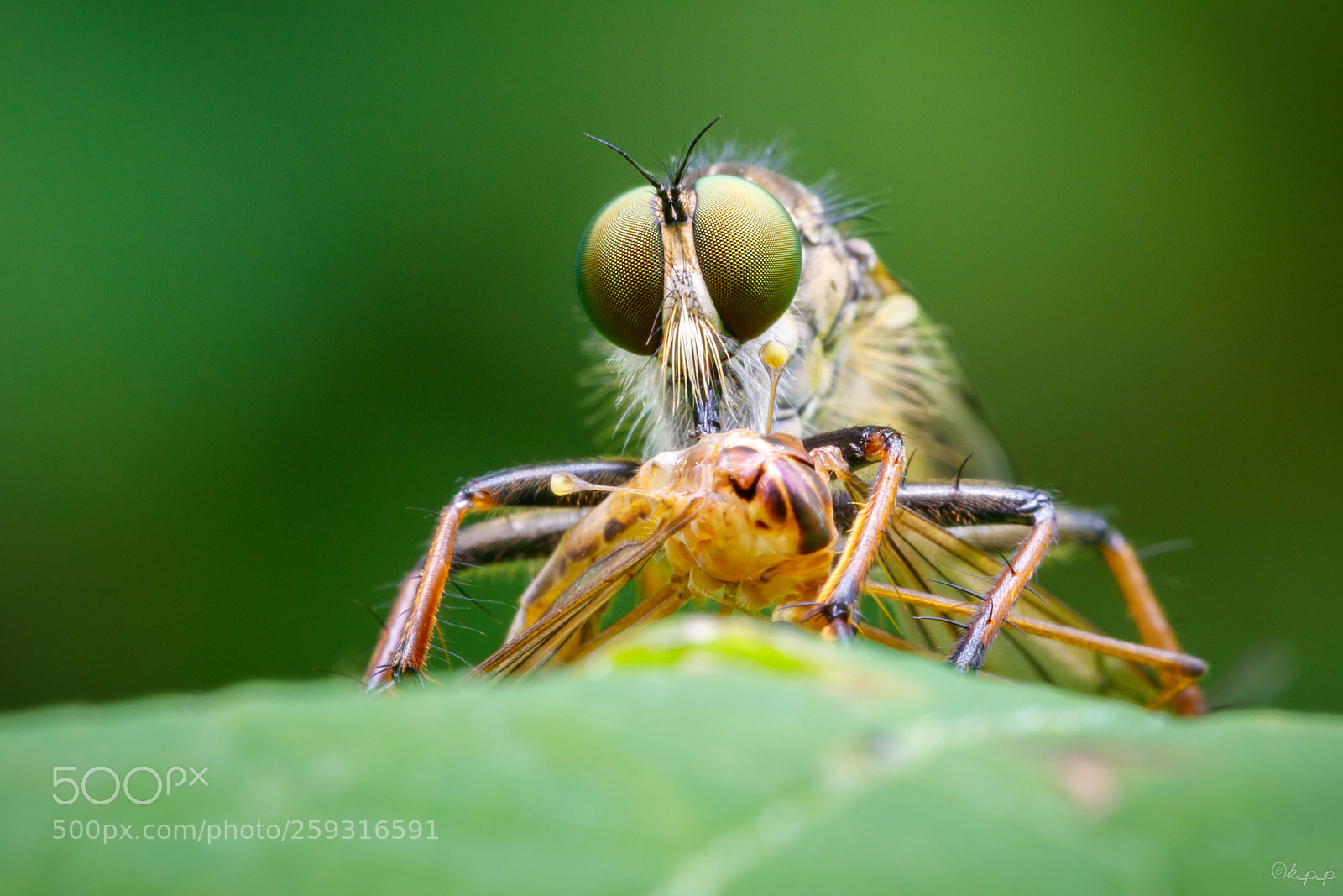 Canon EOS 80D sample photo. Hunting photography