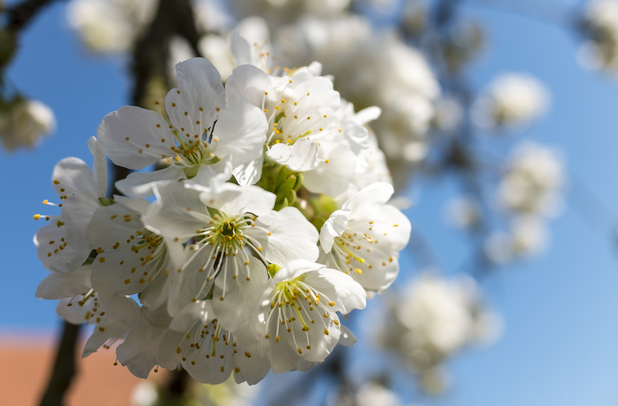 Fujifilm X70 sample photo. Cherry blossom 1 photography