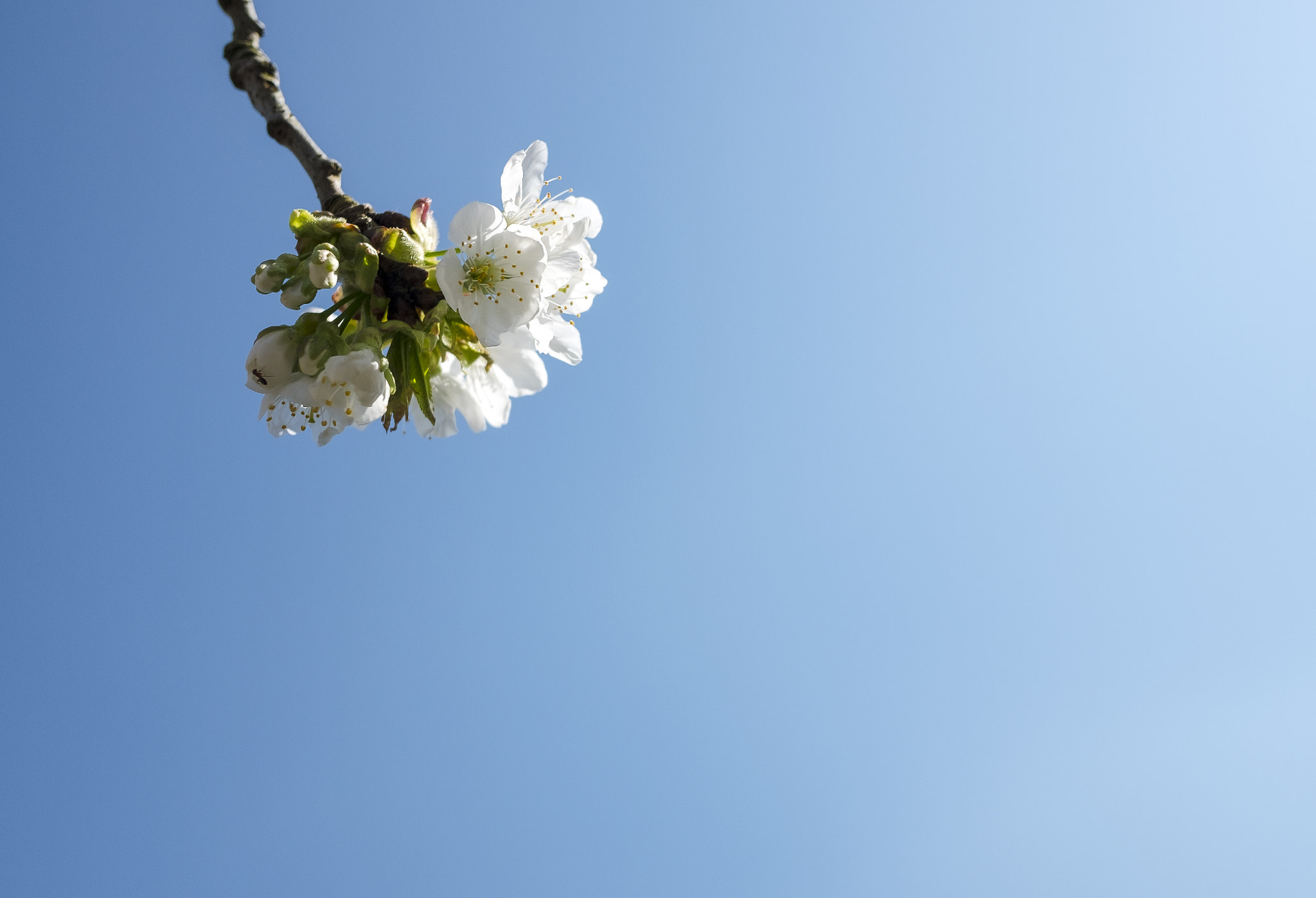 Fujifilm X70 sample photo. The cherry blossom photography