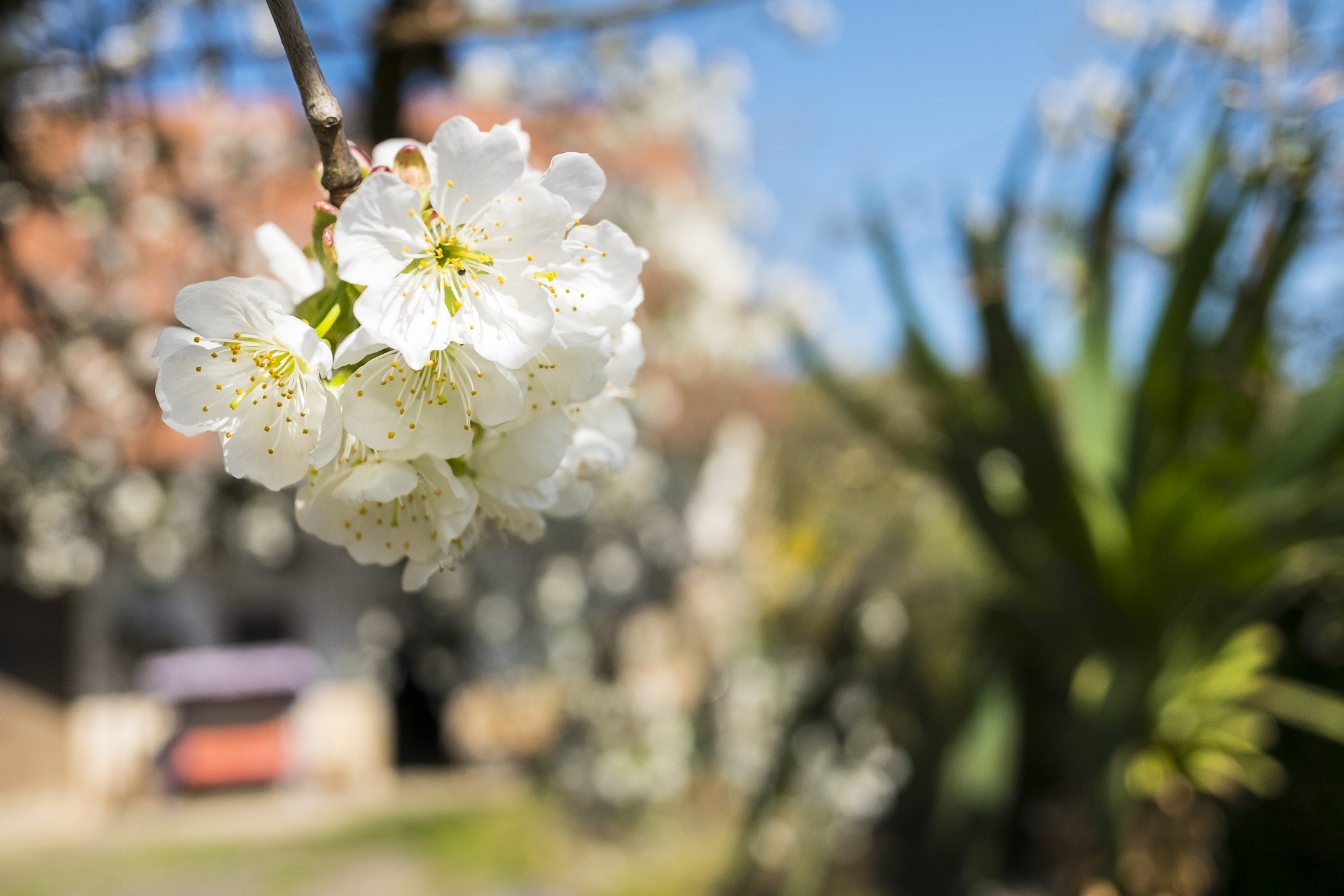 Fujifilm X70 sample photo. Cherry blossom 2 photography