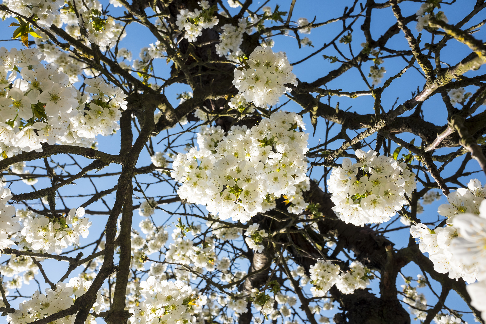 Fujifilm X70 sample photo. Cherry blossoms photography