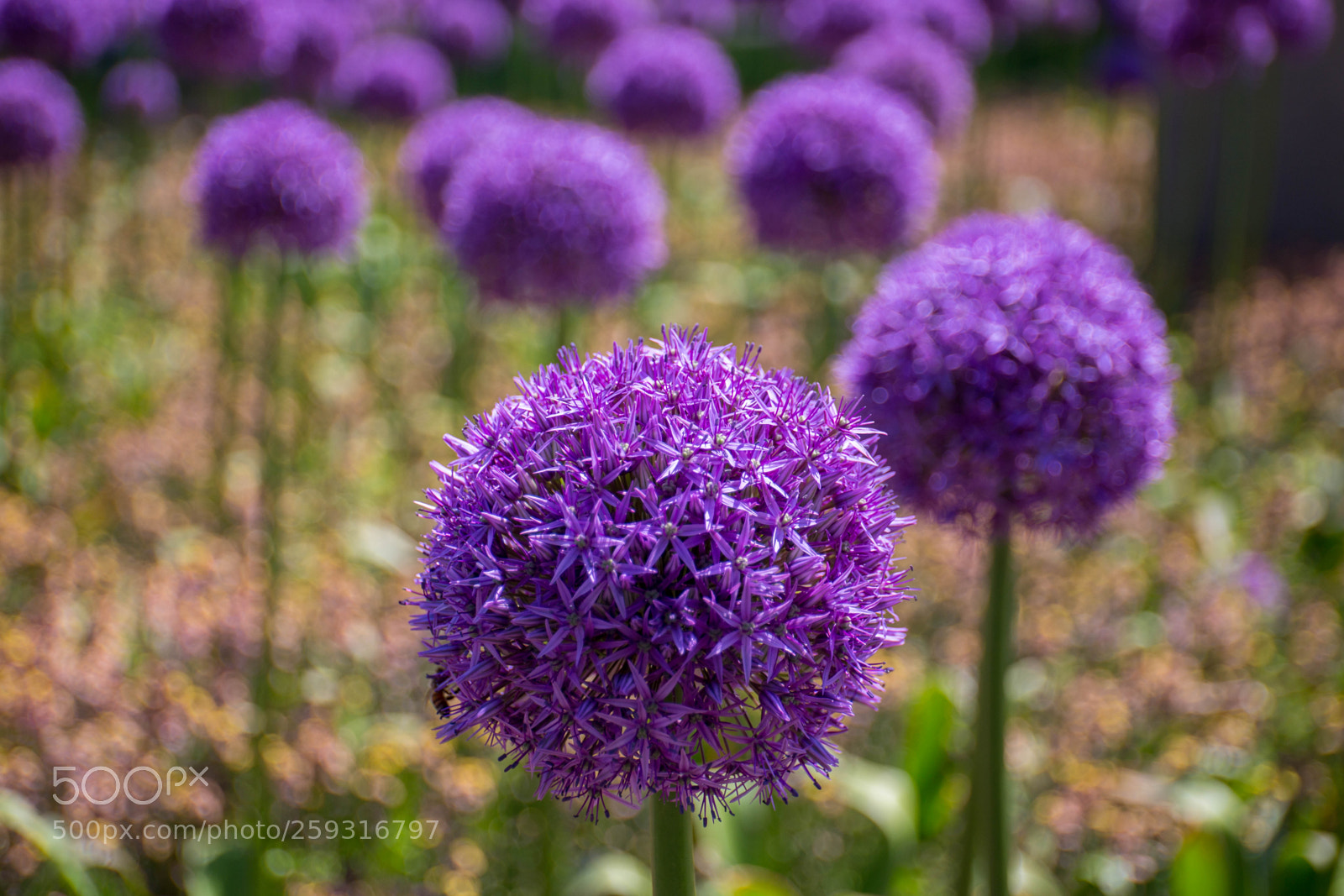 Canon EOS 6D sample photo. Purple ball photography