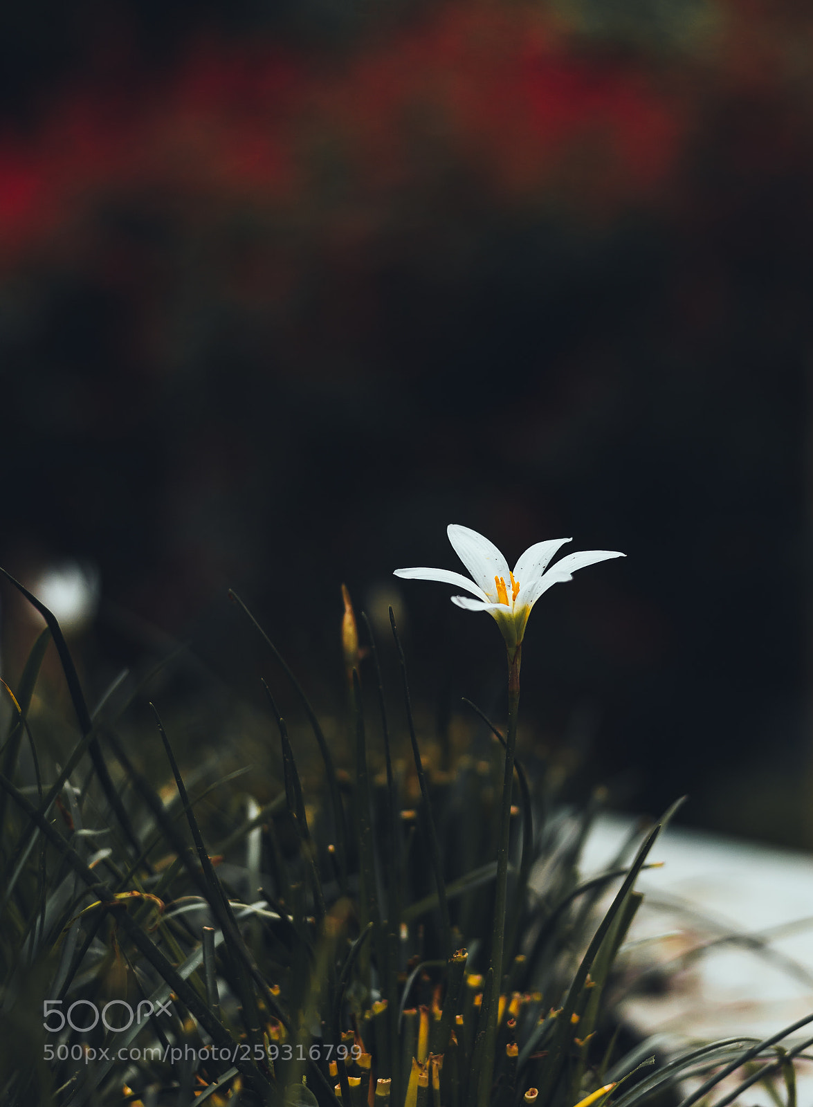 Canon EOS 70D sample photo. Until god burns nature photography